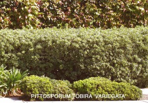 Pittosporum tobira 'Variegata'